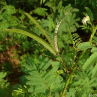 Desmanthus virgatus (L.) Willd.